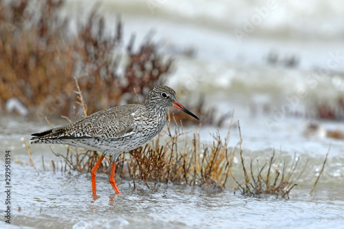 Rotschenkel (Tringa totanus) – redshank photo