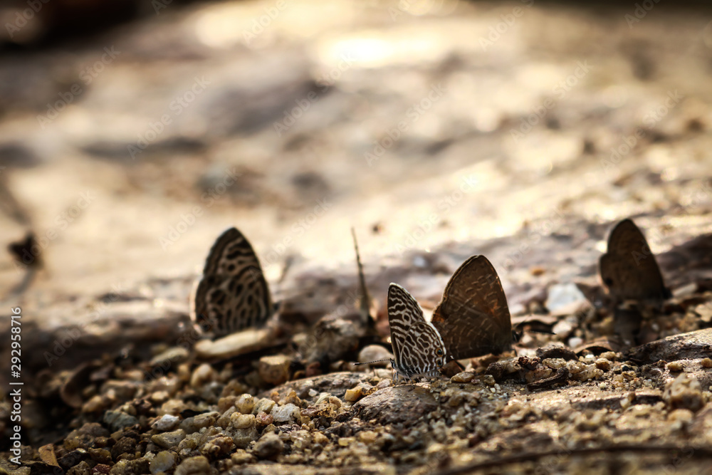 Obraz premium butterfly on leaf