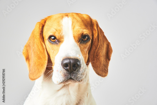 Close-up of Beagle dog, portrait, in front of white background
