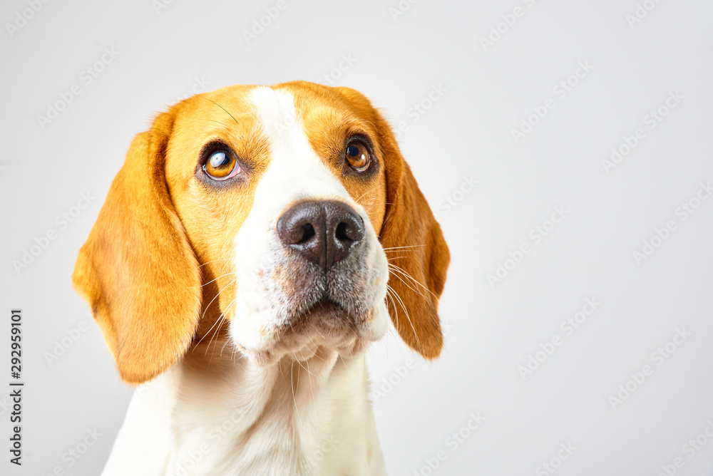 Close-up of Beagle dog, portrait, in front of white background Close-up of Beagle dog, portrait, in front of white background