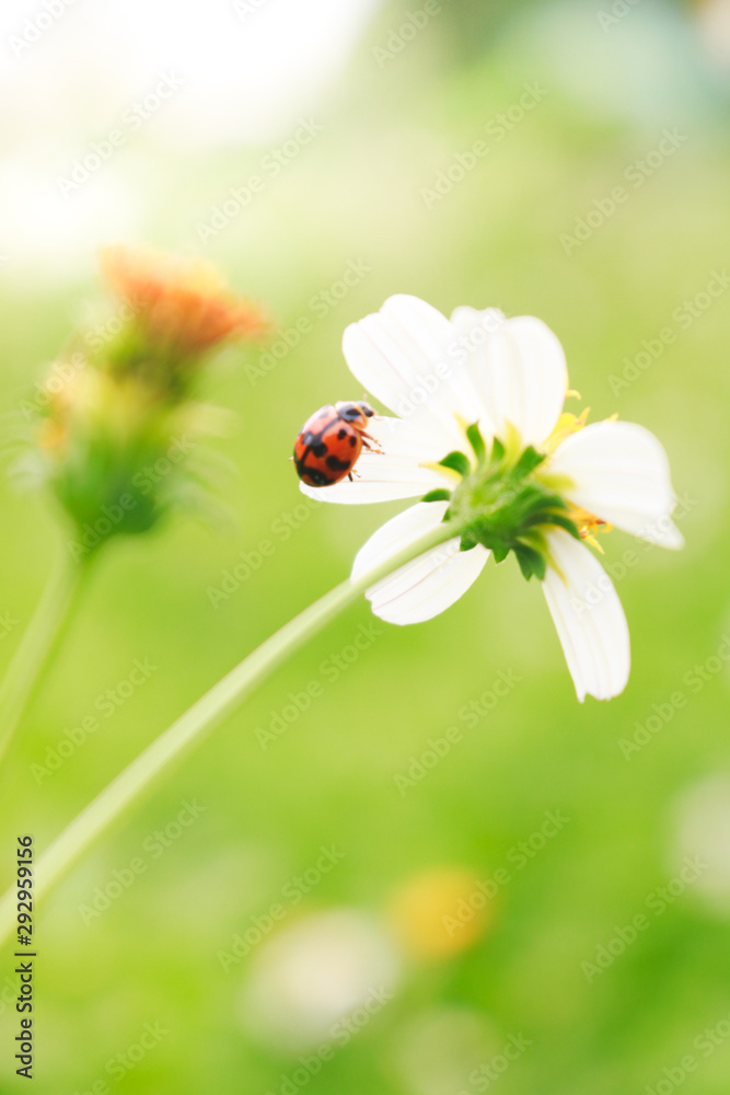Fototapeta premium ladybug on a flower