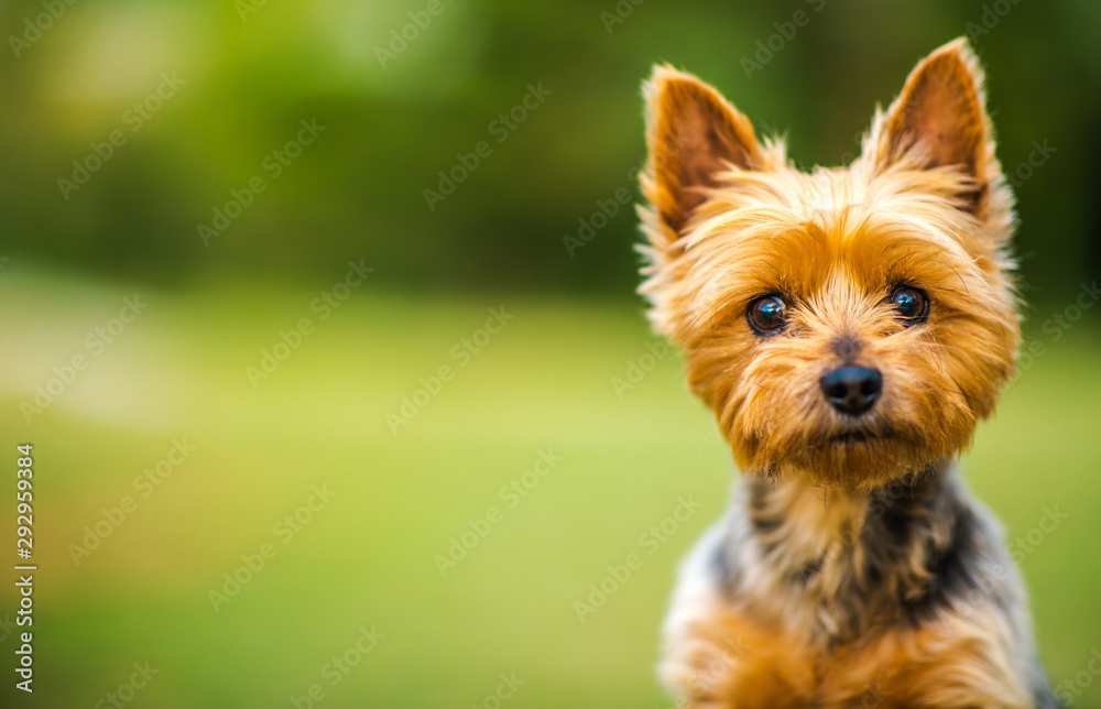 Silky Terrier Portrait