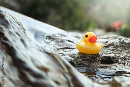 duck in water