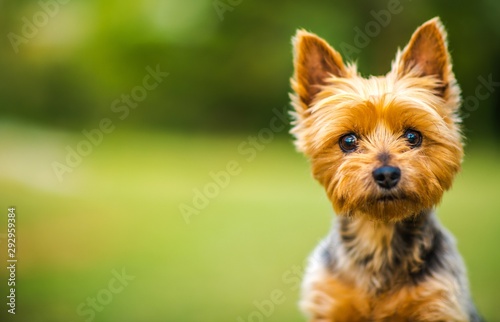 Silky Terrier Portrait photo