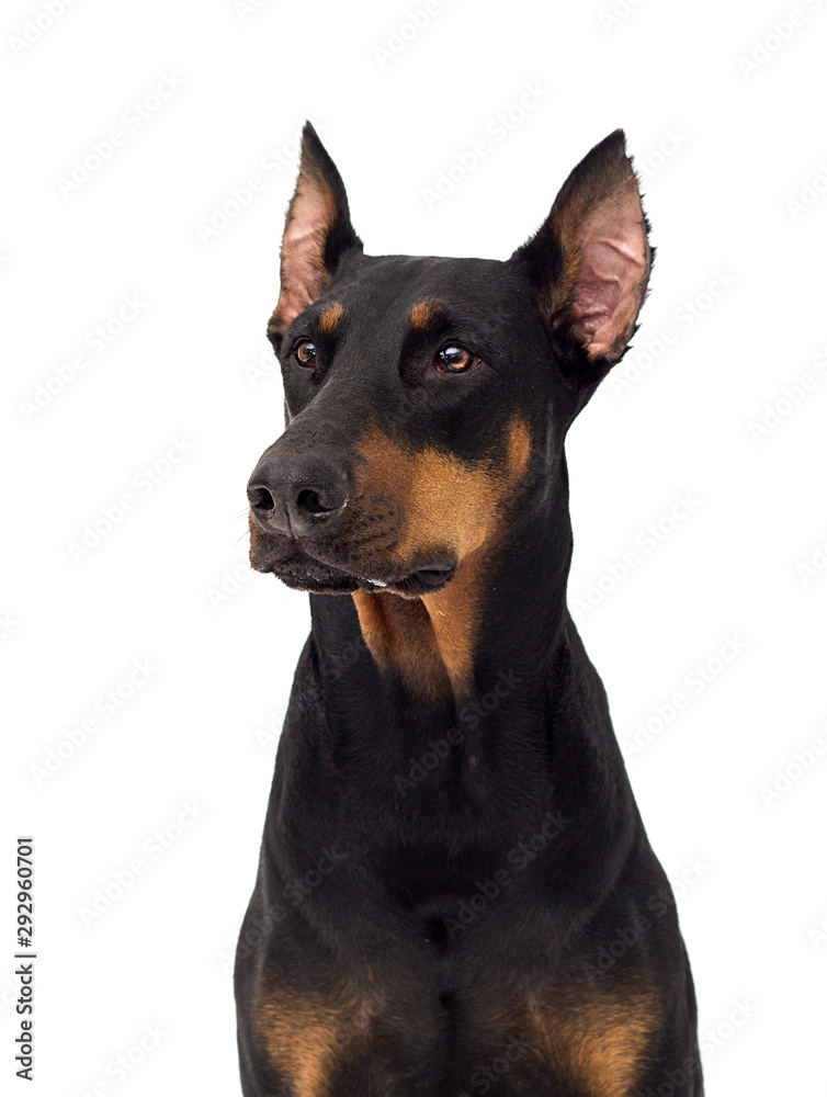 dog Doberman breed looks on an isolated background dog Doberman breed looks on an isolated background