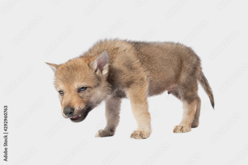 Czechoslovakian Wolfdog puppy isolated on white background