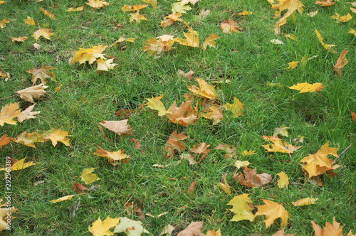 autumn leaves on green grass photo