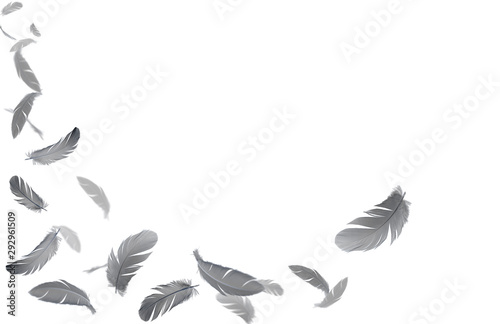 abstract  black feathers floating in the air  isolated on white background