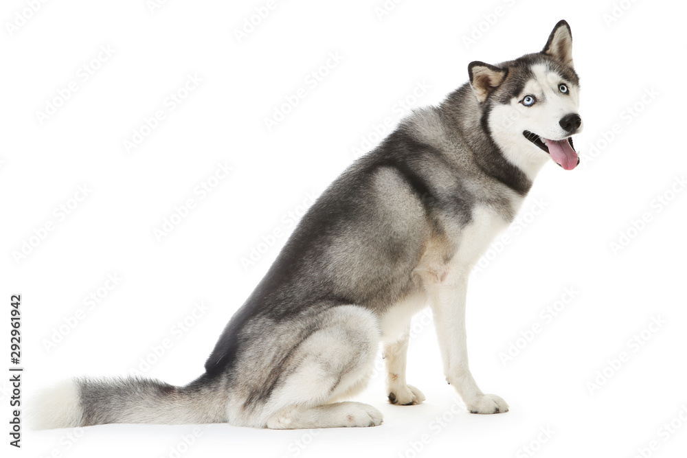 Husky dog isolated on white background