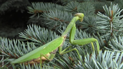 Female The European mantis (Mantis religiosa)  is waiting for its prey on a flower, close-up. Ukraine photo