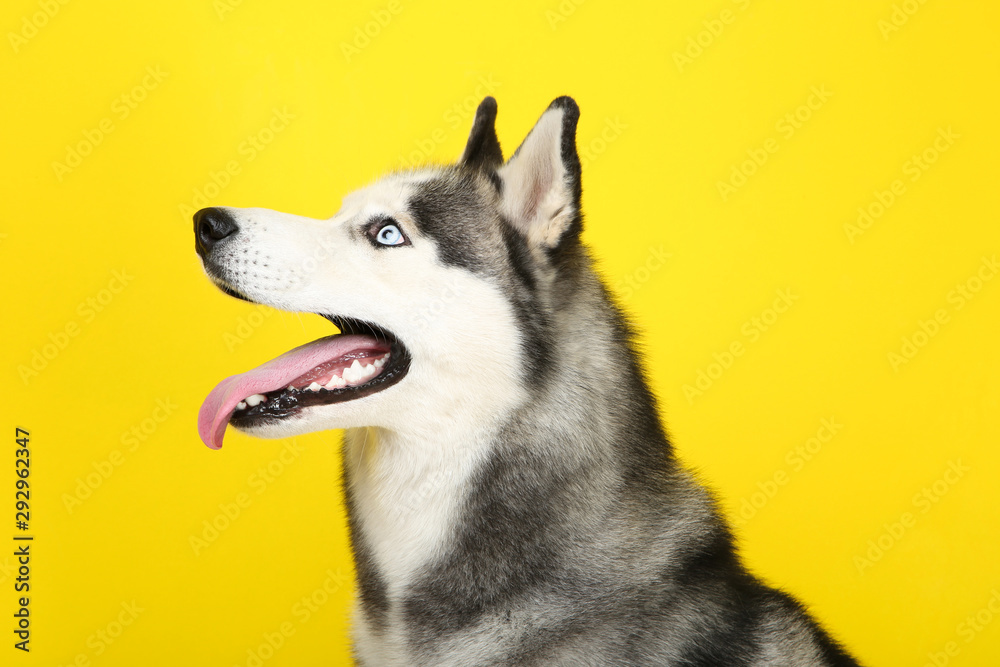 Fototapeta premium Husky dog on yellow background