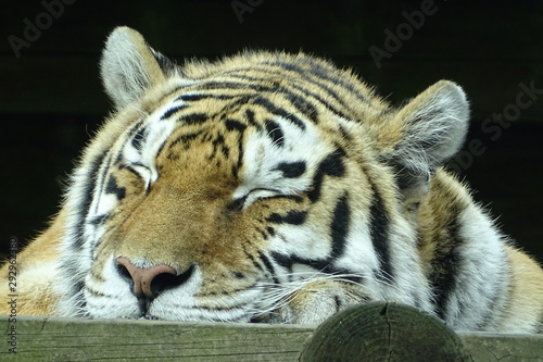 Fototapeta Naklejka Na Ścianę i Meble -  Beautiful female tiger at the zoo