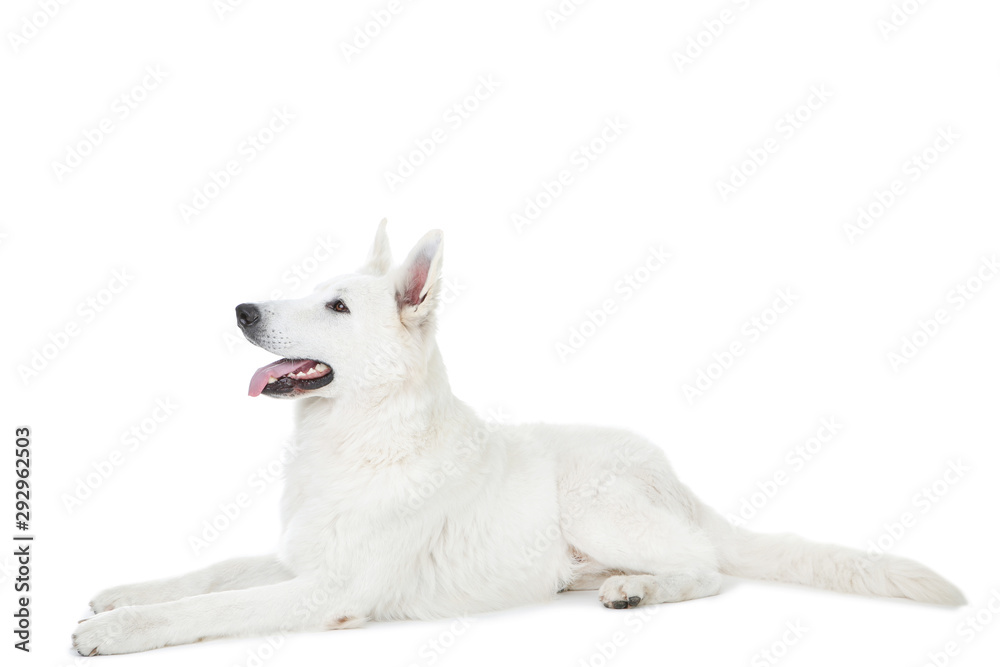 Swiss shepherd dog lying on white background