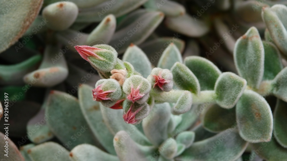 flower of cactus flower of cactus