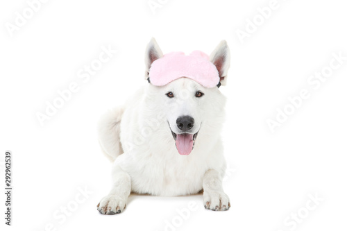 Swiss shepherd dog with sleeping mask on white background