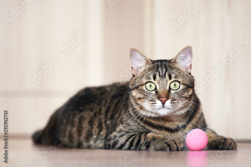 Beautiful cat with ball toy lying on the floor