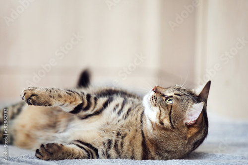 Beautiful cat lying on the plaid