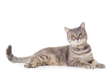 Beautiful cat lying on white background