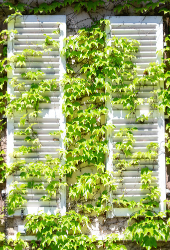House with Window Frames Covered by Green Ivy, creeping Ivy Plants on the Wall and Windows