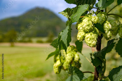Green fresh hop cones for making beer, close up. Produce of hops field with hill on background, Czech republic.