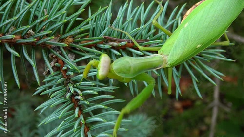 Female The European mantis (Mantis religiosa)  is waiting for its prey on a flower, close-up. Ukraine photo