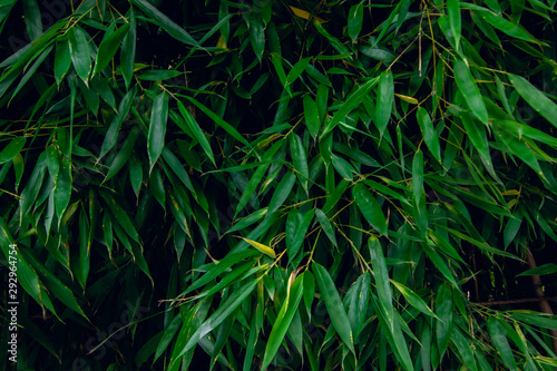 Bamboo foliage - natural background