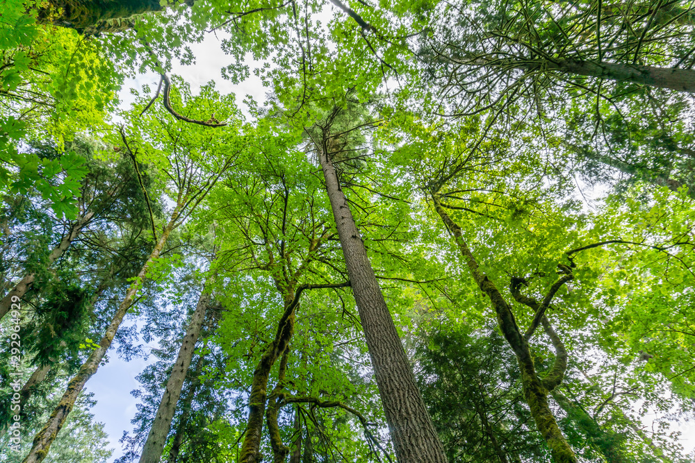 Obraz premium Priest Point Park Trees