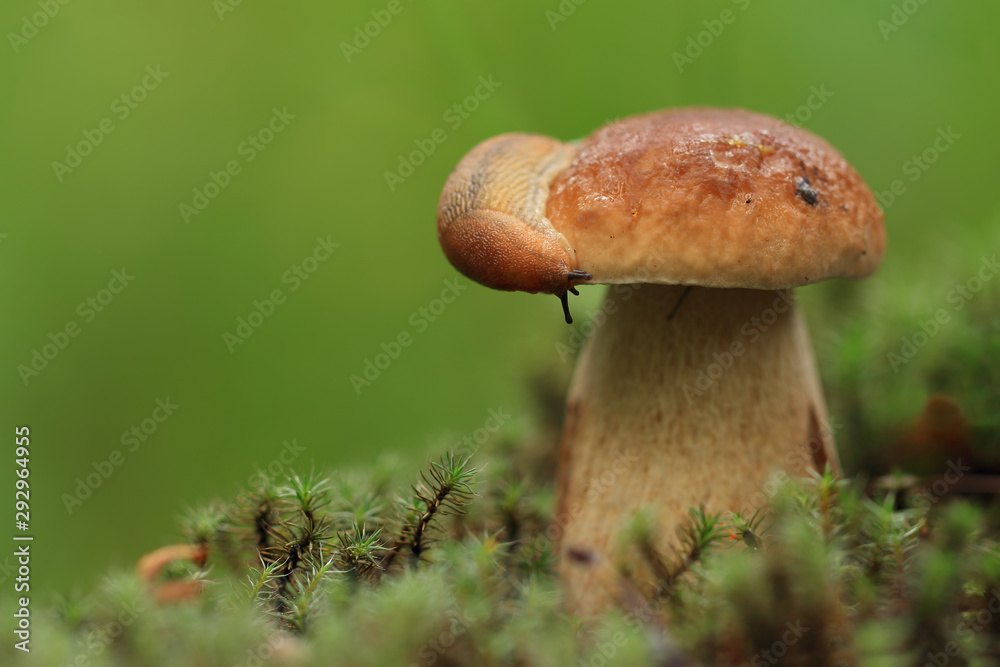 Slug on a mushroom hat. (Cep)