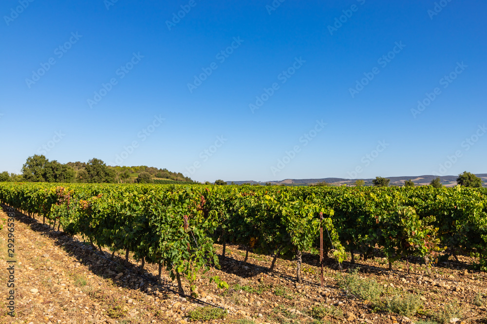 Row vine grape vineyards at Lauraguel countryside village background, France