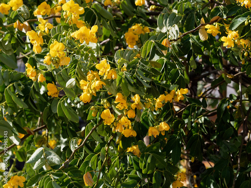 Senna Siamea or Kasood, an ornamental evergreen tree with yellow flowers between green-reddish alternate leaves photo