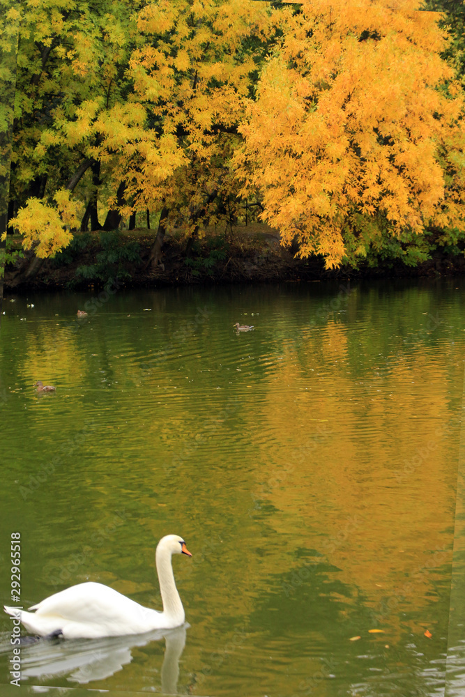 Fototapeta premium white swan on the lake