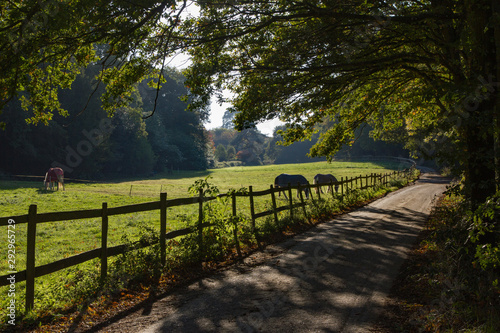 Bucolic countryside scene of a paddock with horses eating grass bordered by overhanging trees and a narrow road and surrounded by a rustic wooden fence