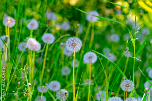 A field of dandelions. Green grass and bright sun. Summer. Front view.