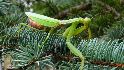 Female The European mantis (Mantis religiosa)  is waiting for its prey on a flower, close-up. Ukraine photo