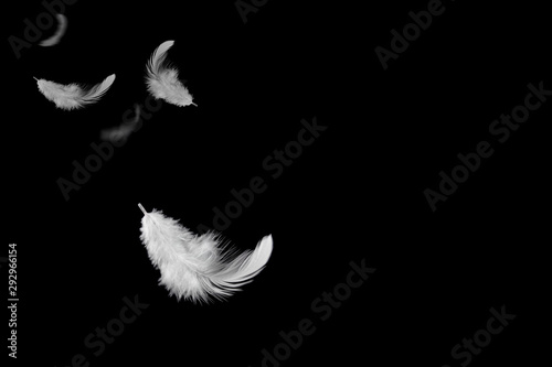soft white feather floating in the air, black background with copy space