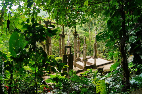 trees in forest Xilitla Mexico 02