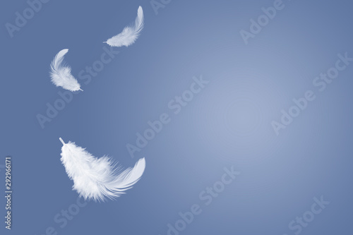 soft white feather floating in the air with copy space