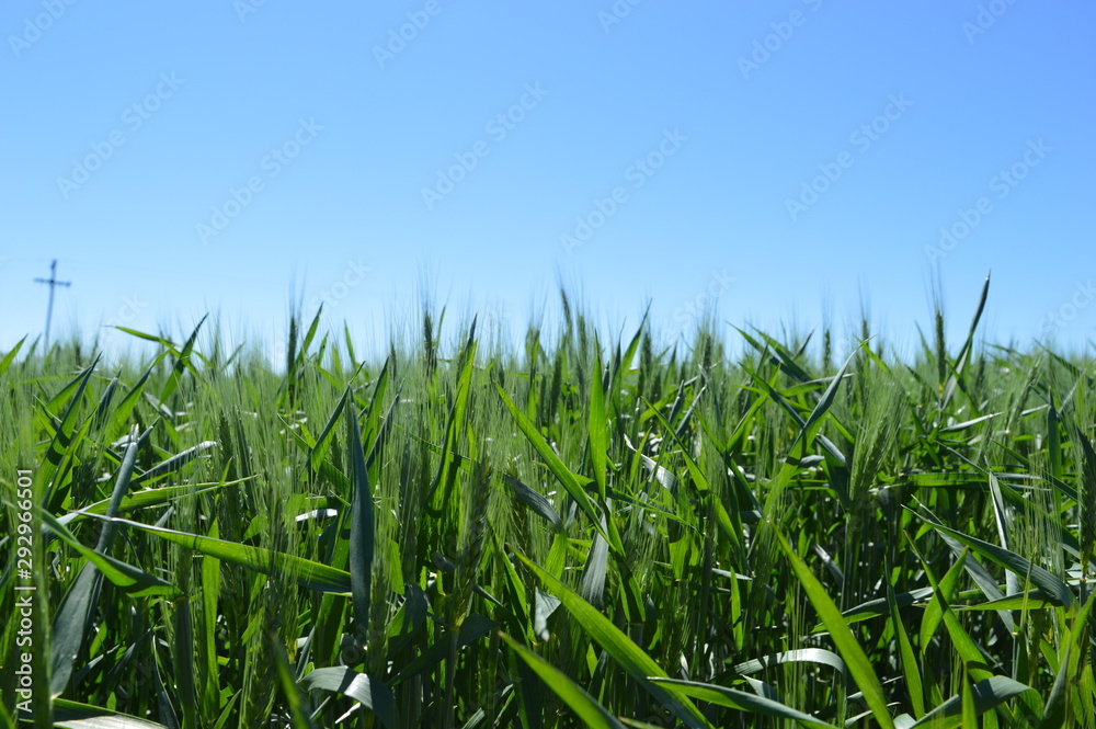 Fototapeta premium Flowering wheat crop under a blue sky