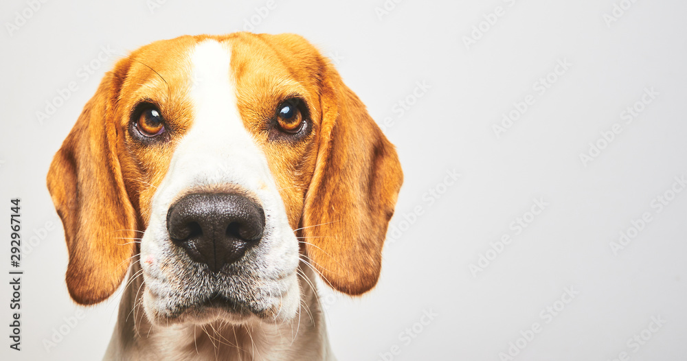 Close-up of Beagle dog, portrait, in front of white background