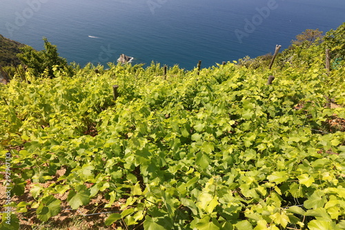 Cultivation of vines on the hills of the Cinque Terre.