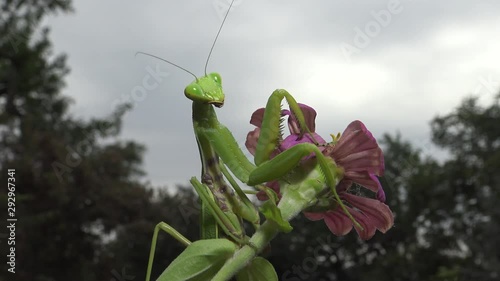 Female The European mantis (Mantis religiosa)  is waiting for its prey on a flower, close-up. Ukraine photo