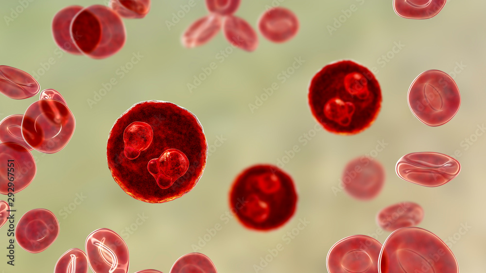 The malaria-infected red blood cells. 3D illustration showing ring-form trophozoites of malaria parasite Plasmodium falciparum inside red blood cells, the causative agent of tropical malaria The malaria-infected red blood cells. 3D illustration showing ring-form trophozoites of malaria parasite Plasmodium falciparum inside red blood cells, the causative agent of tropical malaria