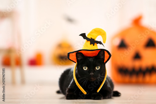 Fotografiet Black cat in halloween hat lying on the floor