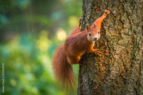 Curious red squirrel in the Autumn park