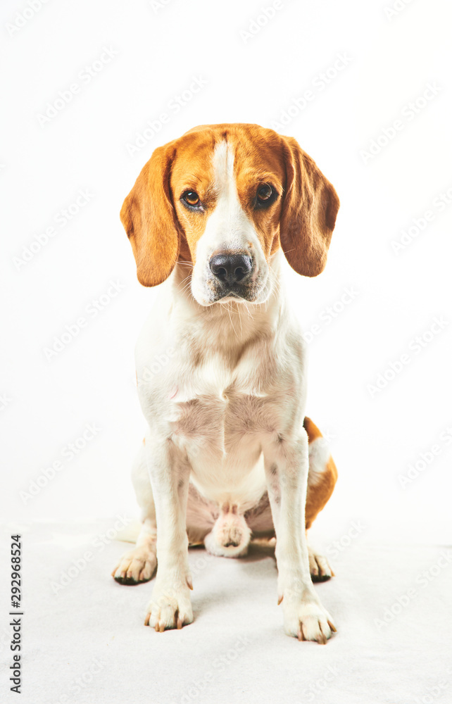 Beagle dog, sitting and looking towards camera in front of white background
