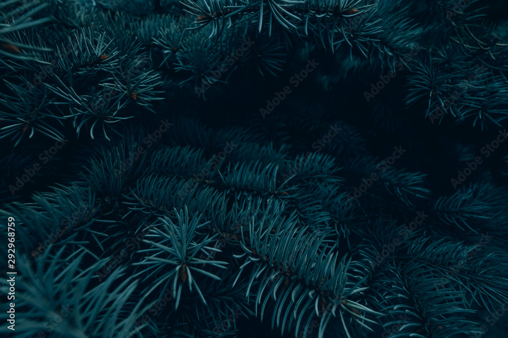 Christmas and New Year simple background with fir branches with copy space.