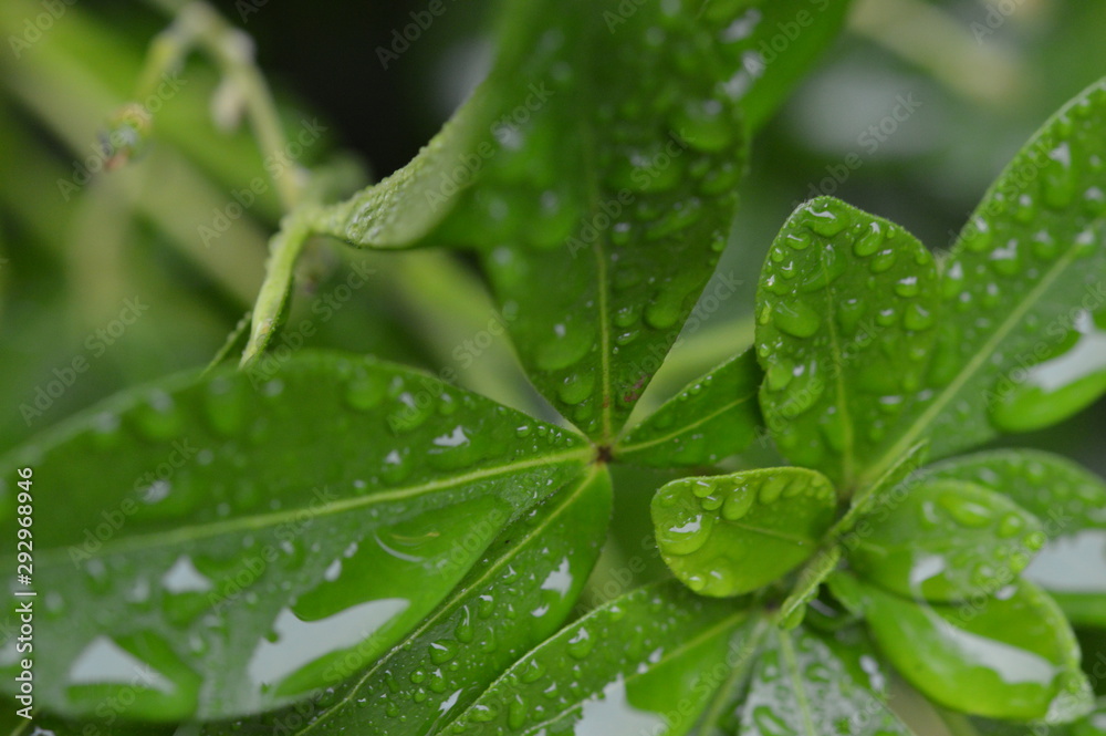 Fototapeta premium Macro Close-up of leaf with rain drops