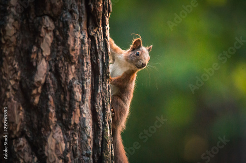 Curious red squirrel in the Autumn park