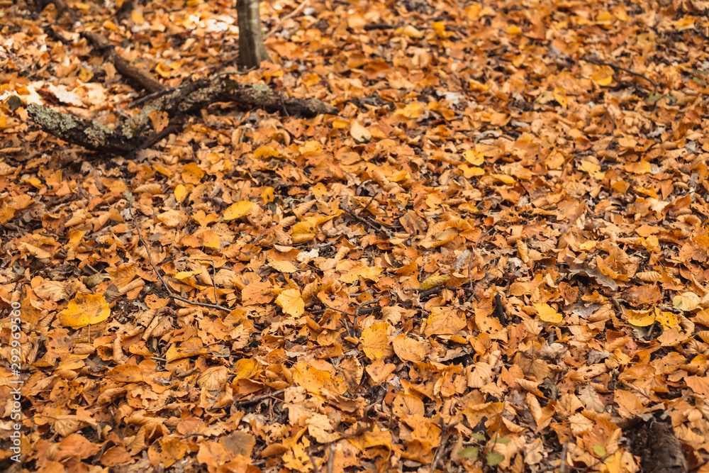 autumn leaves in the forest covering the earth autumn leaves in the forest covering the earth