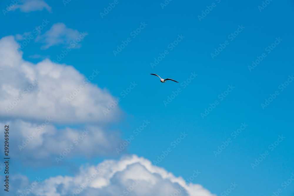 Vogel am Himmel mit Wolken